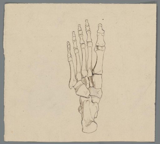 Skeleton of a foot
