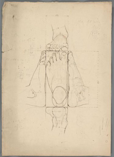 Anatomische studie van een voet