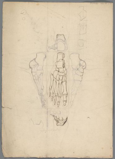 Anatomische studie van het skelet een voet