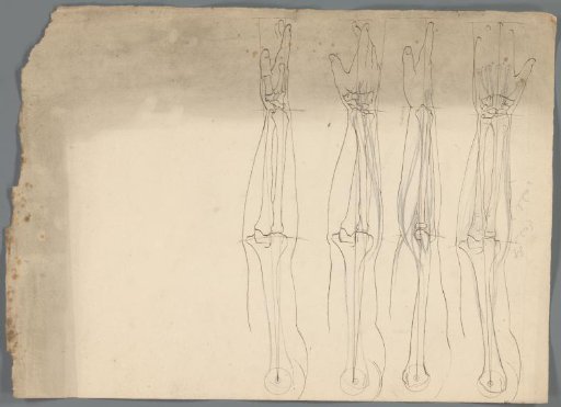 Anatomische studies van een arm