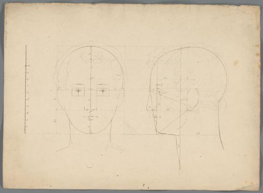 Proportion study of a head