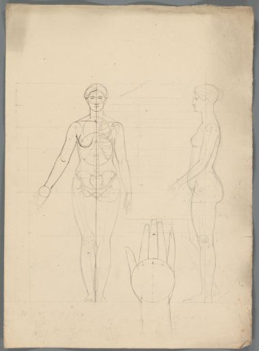 Proportion study of a woman