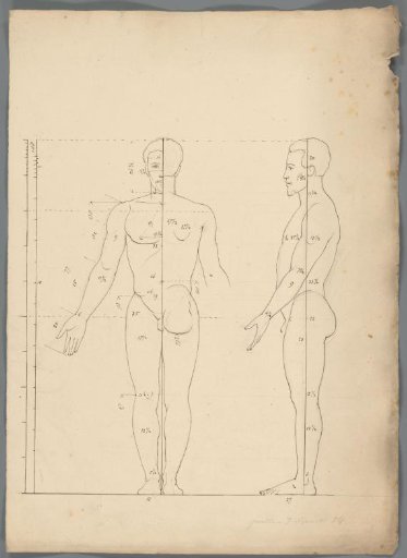 Proportion study of a man