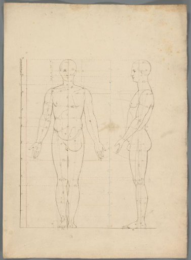 Proportion study of a man