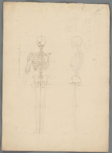 Skeleton
