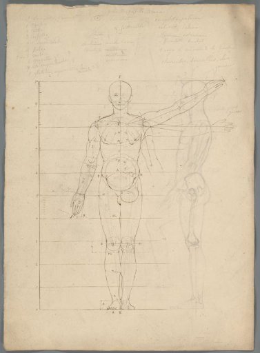 Proportion study of a man