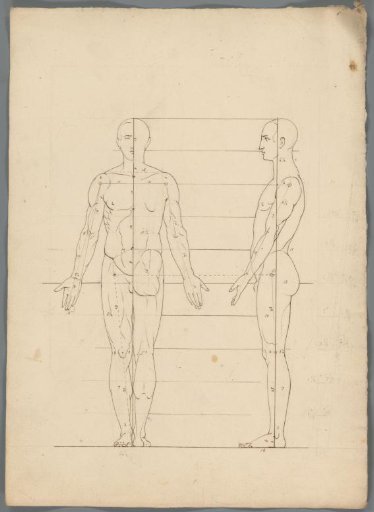 Proportion study of a man