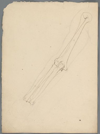 Study of the elbows