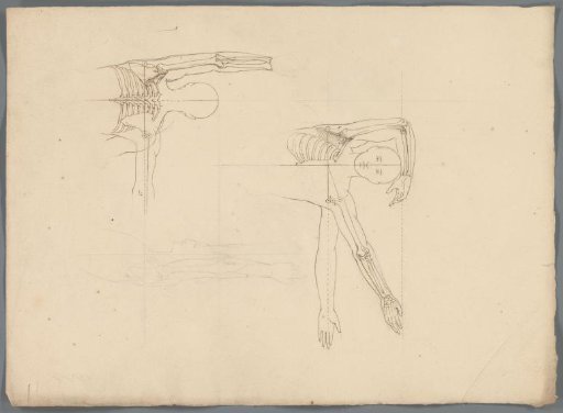 Study of Bones in the Upper Body