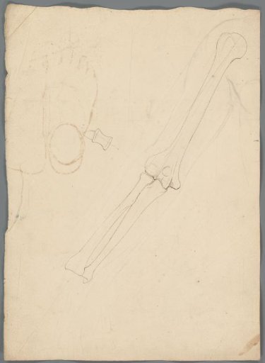 Study of the forearms
