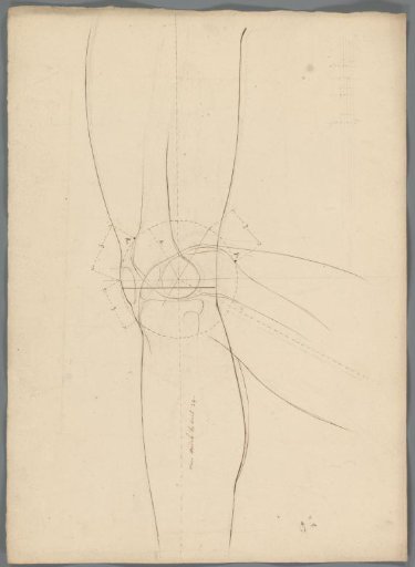 Study of the knee joint