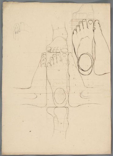 Anatomical study of a foot