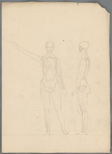 Anatomical study of a woman