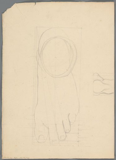 Anatomical study of a foot