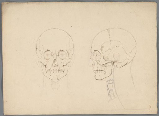 Study of a skull