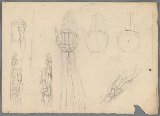 Anatomical study of the bones in a hand