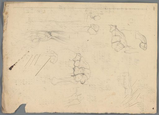 Anatomical study of bones