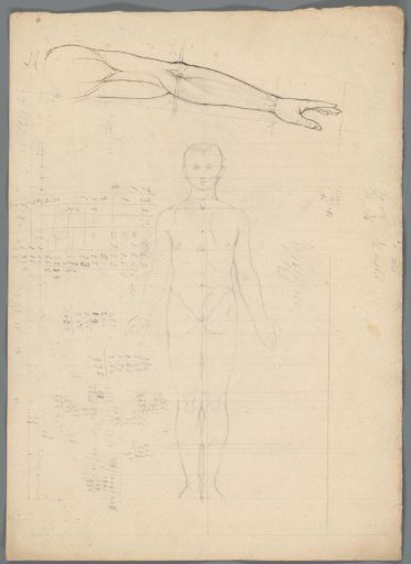 Proportion study of a man and study of an arm