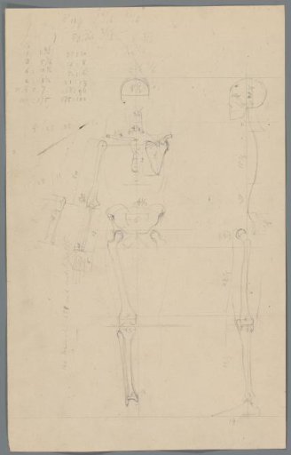 Study of the skeleton