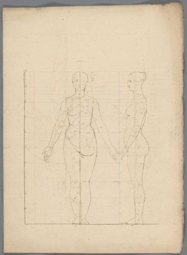 Proportion study of a woman