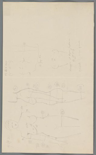 Proportion study of a woman