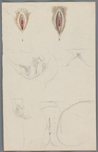 Studies of vulvas