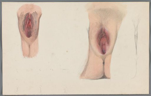 Studies of vulvas