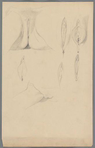 Studies of vulvas