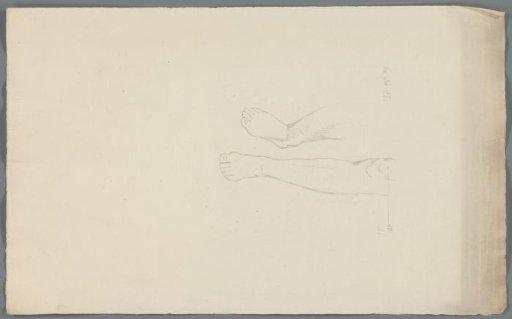 Study of lower legs and feet