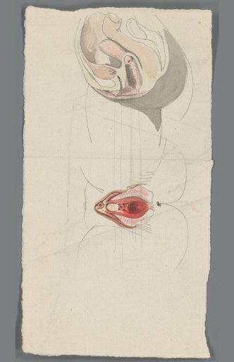 Studie van een vulva