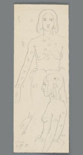 Proportion study of a woman