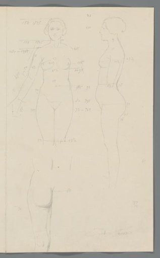 Proportion study of a woman