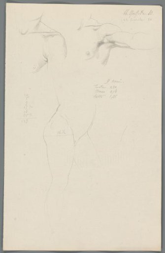 Study of the shoulder and lower body of a man