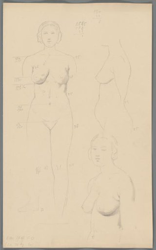Proportion studies of a woman