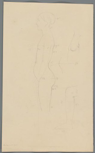 Proportion study of a woman