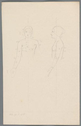 Proportion study of a woman