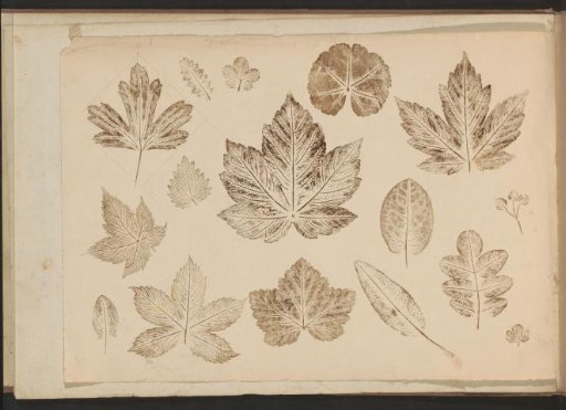 Impressions of Leaves