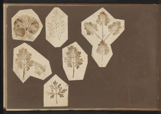 Impressions of leaves