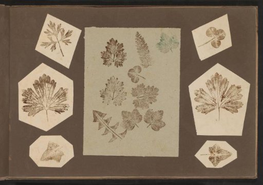 Impressions of leaves