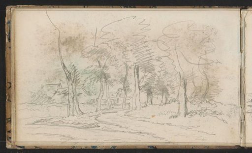Tree-lined avenue