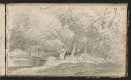 Trees at a waterfront