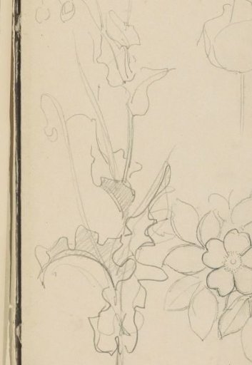 Flowers, including a rose and rose hip