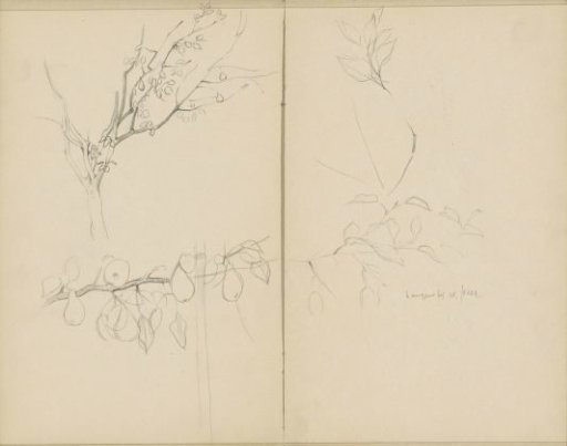 Tree in leaf and a branch with pears