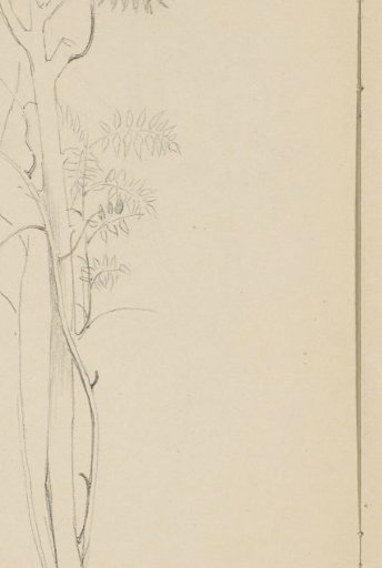 Plant, possibly a fern