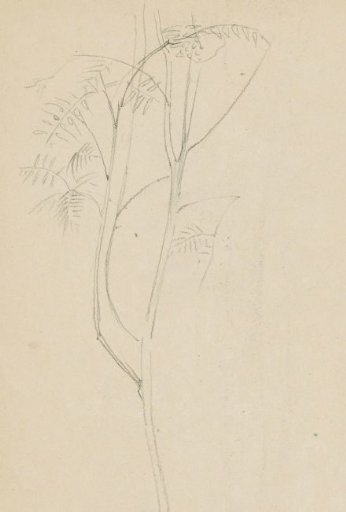 Plant, possibly a fern