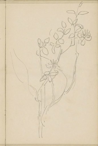 Plant with leaves