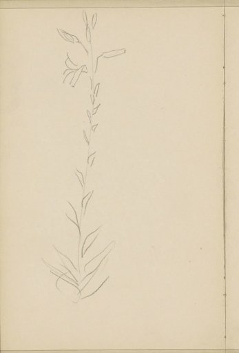 Stem with leaves