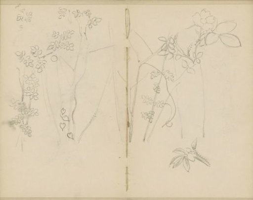 Stems with flowers and leaves
