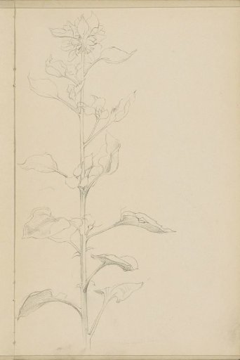 Plant in bloom