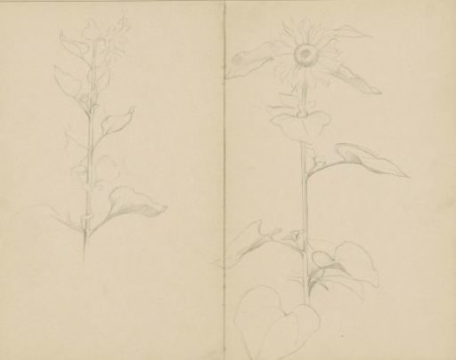 Plant in bloom and a sunflower